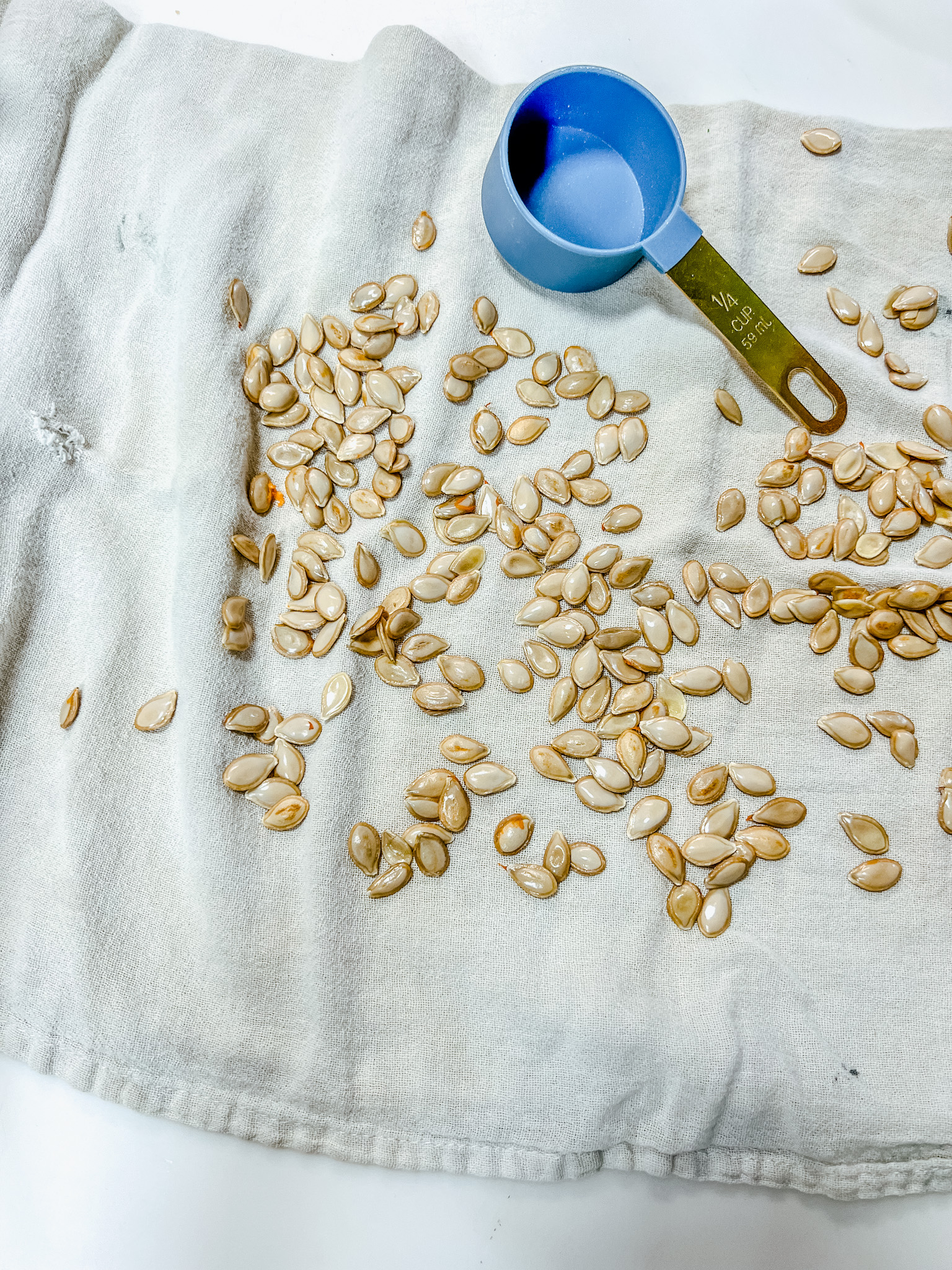 Butternut squash seeds drying on a towel next to a ¼ measuring cup.
