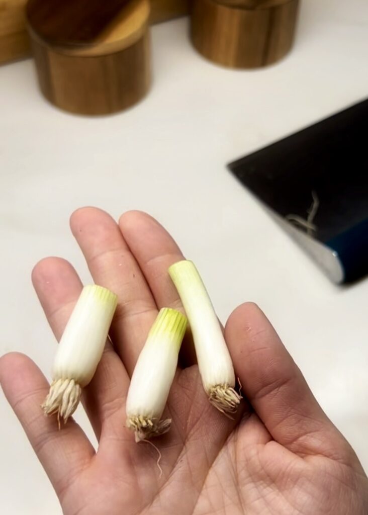green onion bulbs cut, but not planted.